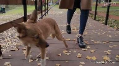 低段的年轻女子与可爱的狗狗牵引走在木制人行桥在秋天公园特写